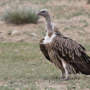 Himalayan vulture, Gyps himalayensis