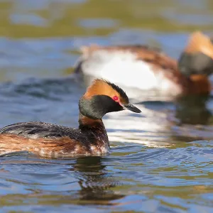 Horned Grebe Print, Couple Swimming in a Lake Horned Grebe Print, Couple Swimming in a Lake