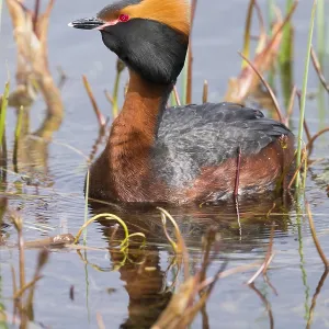 Horned Grebe Print - Adult in Pond Horned Grebe Print - Adult in Pond