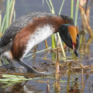 Horned Grebe Print: Adult Standing on Nest Horned Grebe Print: Adult Standing on Nest