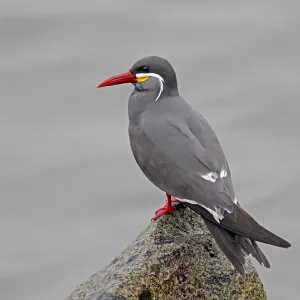 Inca Tern Print - Larosterna inca along Peru's Humboldt Current Coast