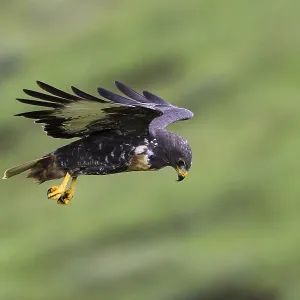 Agami Print: Jackal Buzzard in Flight (Buteo rufofuscus) Agami Print: Jackal Buzzard in Flight (Buteo rufofuscus)