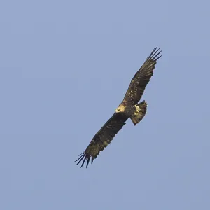 Print of Eastern Imperial Eagle in Flight Print of Eastern Imperial Eagle in Flight