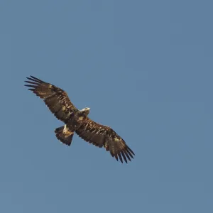 Print of Eastern Imperial Eagle in Flight Print of Eastern Imperial Eagle in Flight