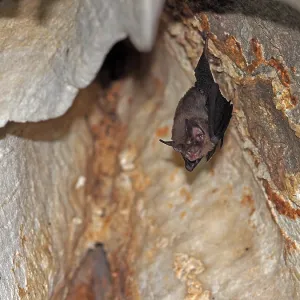 Kitti's hog-nosed bat, Craseonycteris thonglongyai