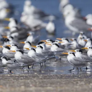 Lesser Crested Tern Print, Liwa Beach Scene