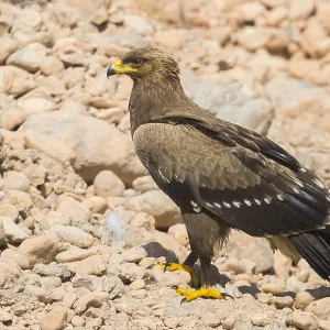 Lesser Spotted Eagle Print, Juvenile Standing on the Ground Lesser Spotted Eagle Print, Juvenile Standing on the Ground