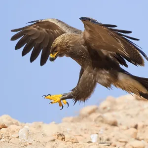 Print of a juvenile Lesser Spotted Eagle landing on the ground Print of a juvenile Lesser Spotted Eagle landing on the ground