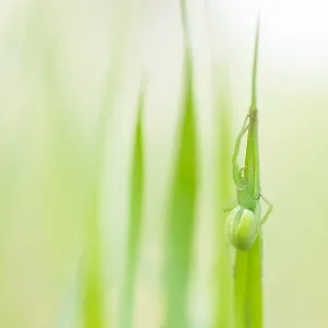 Imagen de un insecto de Marco. Imagen de un insecto de Marco.