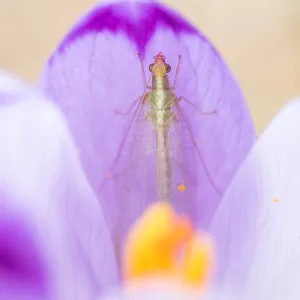 Chrysoperla carnea Print - Common Green Lacewing Image Chrysoperla carnea Print - Common Green Lacewing Image