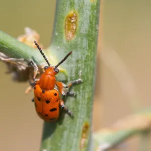 Asparagus Beetles