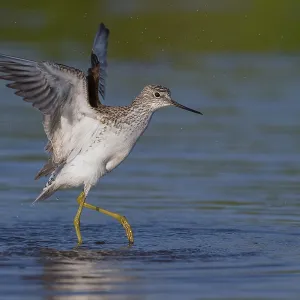 Marsh Sandpiper Print, Tringa nebularia, Italy Marsh Sandpiper Print, Tringa nebularia, Italy