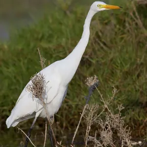 Medium Egret Print, Salalah, Oman