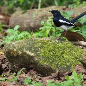 Oriental magpie-robin, Copsychus saularis