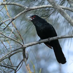 Pacific Koel