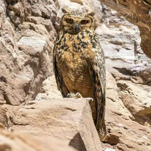 Print of Adult Pharaoh Eagle-Owl perched on a cliff near Abu Simbel, Egypt Print of Adult Pharaoh Eagle-Owl perched on a cliff near Abu Simbel, Egypt