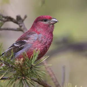 Pine Grosbeak Print from Agami