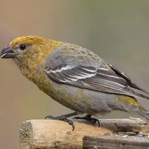 Pine Grosbeak Print: Kaamanen, Finland Birdfeeder Scene