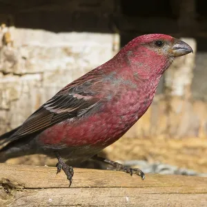 Pine Grosbeak Print, Adult Male at Birdfeeder