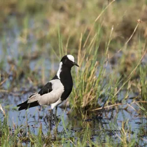 Print of a Blacksmith Lapwing in Wetland Habitat, Savute Marsh Print of a Blacksmith Lapwing in Wetland Habitat, Savute Marsh
