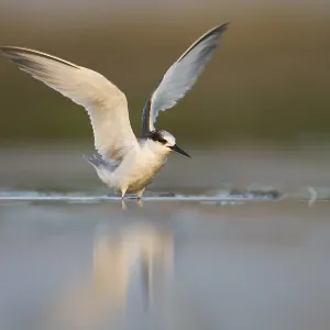 Print of Presumed Saunder's Tern in Flight, Oman Print of Presumed Saunder's Tern in Flight, Oman