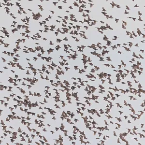 Red-billed Quelea Print: Large Flock in Tanzania Red-billed Quelea Print: Large Flock in Tanzania