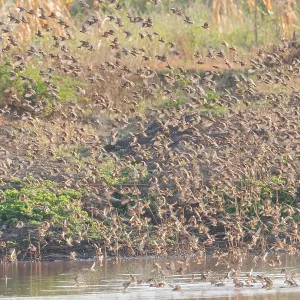 Red-billed Quelea Print: Large Flock in Tanzania Red-billed Quelea Print: Large Flock in Tanzania