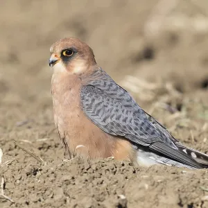 Red-footed Falcon Print: Adult Female on Ground Red-footed Falcon Print: Adult Female on Ground