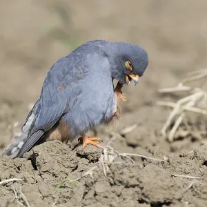 Red-footed Falcon Print: Adult Male Scratching Its Face Red-footed Falcon Print: Adult Male Scratching Its Face