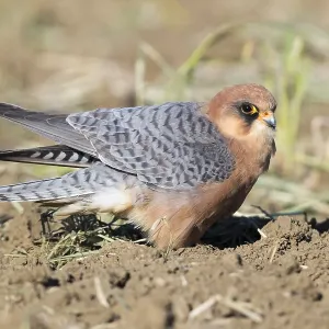 Red-footed Falcon Print - Adult Female Perched on Ground Red-footed Falcon Print - Adult Female Perched on Ground