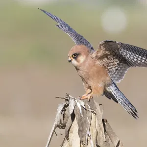 Red-footed Falcon Print: Adult Female on Dead Corn Red-footed Falcon Print: Adult Female on Dead Corn