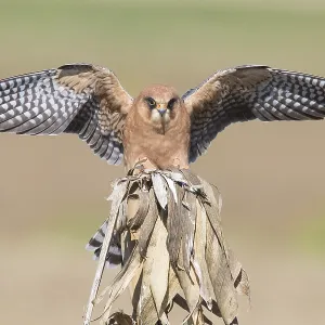 Red-footed Falcon Print: Adult Female Alighting on a Dead Corn Plant Red-footed Falcon Print: Adult Female Alighting on a Dead Corn Plant