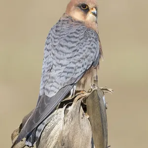 Red-footed Falcon Print, Adult Female on Dead Corn Red-footed Falcon Print, Adult Female on Dead Corn