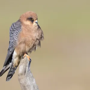 Red-footed Falcon Print - Adult Female Perched on a Dead Branch Red-footed Falcon Print - Adult Female Perched on a Dead Branch