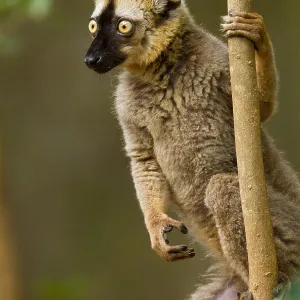 Red-fronted brown Lemur Print (Eulemur rufifrons) from Agami Red-fronted brown Lemur Print (Eulemur rufifrons) from Agami