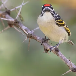 Red-fronted Tinkerbird Print from Tanzania Red-fronted Tinkerbird Print from Tanzania