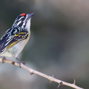 Red-fronted Tinkerbird Print - Tanzania Branch Perch Red-fronted Tinkerbird Print - Tanzania Branch Perch