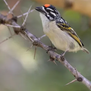 Red-fronted Tinkerbird Print: Tanzania Branch Perch Red-fronted Tinkerbird Print: Tanzania Branch Perch