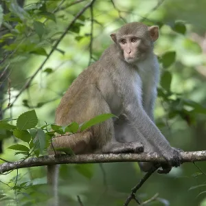 Singe Rhésus