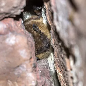 Serotine Bat Print, Eptesicus serotinus in Cave near Houyet, Belgium