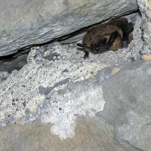 Serotine Bat Print, Wintering in Tunnel near Yvoir, Belgium
