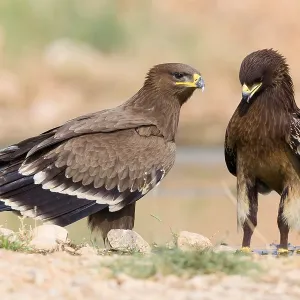 Steppe Eagle Print, Juvenile with Greater Spotted Eagle Steppe Eagle Print, Juvenile with Greater Spotted Eagle