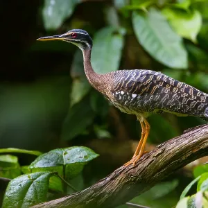 Agami Print of Sunbittern Birds in Peru Agami Print of Sunbittern Birds in Peru