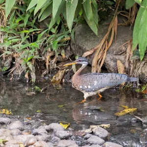 Agami Print of Sunbittern (Eurypyga helias) in Costa Rica Agami Print of Sunbittern (Eurypyga helias) in Costa Rica
