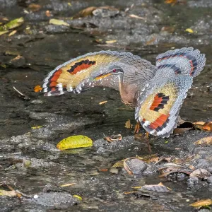Agami Print of Costa Rican Sunbittern, Eurypyga helias major: Threat Display Wings Agami Print of Costa Rican Sunbittern, Eurypyga helias major: Threat Display Wings