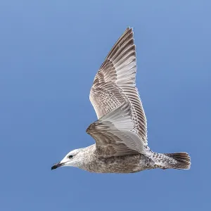 Thayer's Gull Print - First-winter Larus thayeri in Flight Thayer's Gull Print - First-winter Larus thayeri in Flight