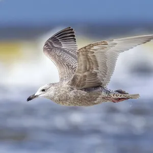Thayer's Gull Print - First-winter Larus thayeri in Flight Thayer's Gull Print - First-winter Larus thayeri in Flight