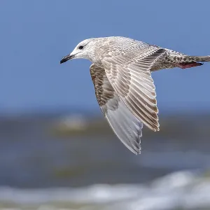 Thayer's Gull Print, First-winter Larus thayeri in Flight Thayer's Gull Print, First-winter Larus thayeri in Flight