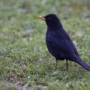 Tibetan blackbird, Turdus maximus