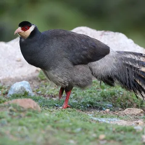 Tibetan eared Pheasant, Crossoptilon harmani